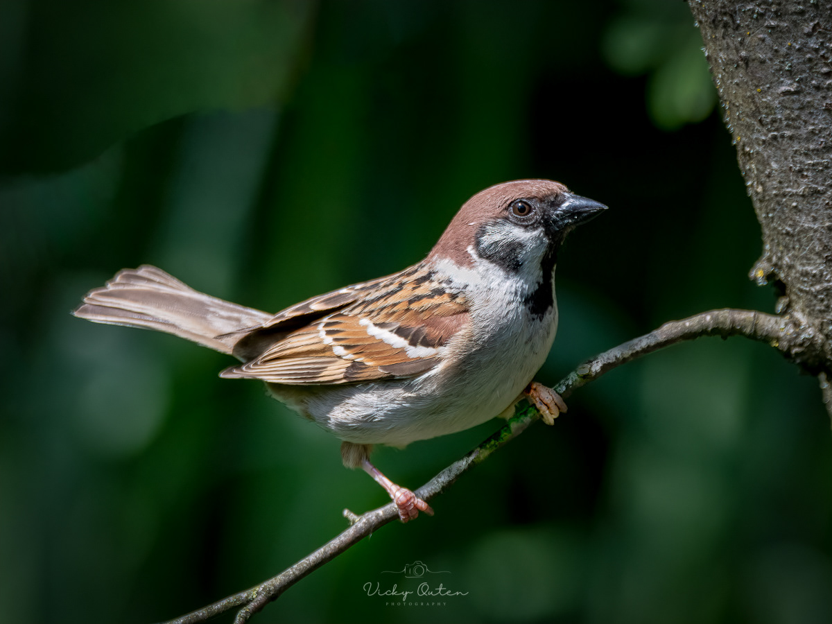 Tree sparrow