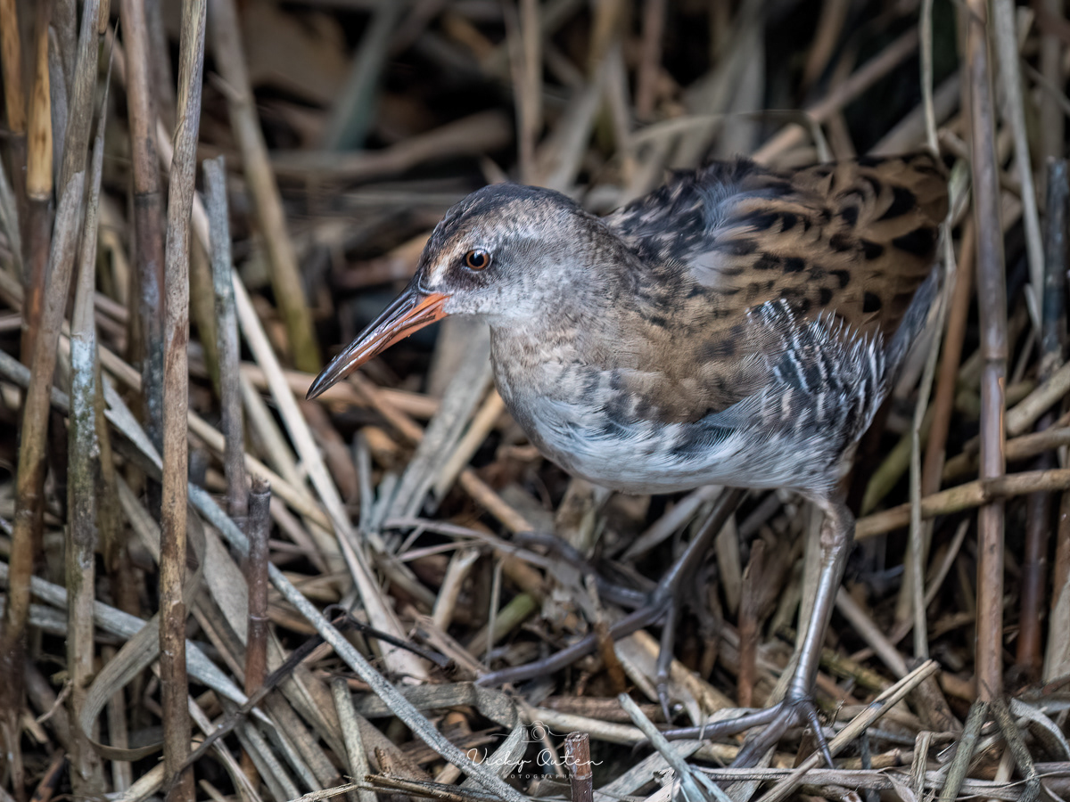 Juvenile water rail