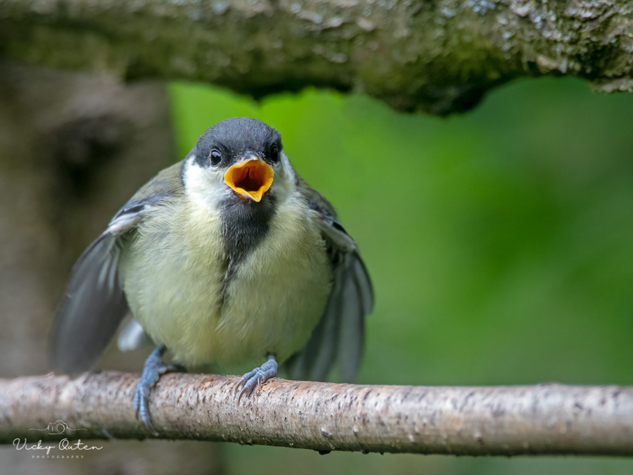 Juvenile great tit