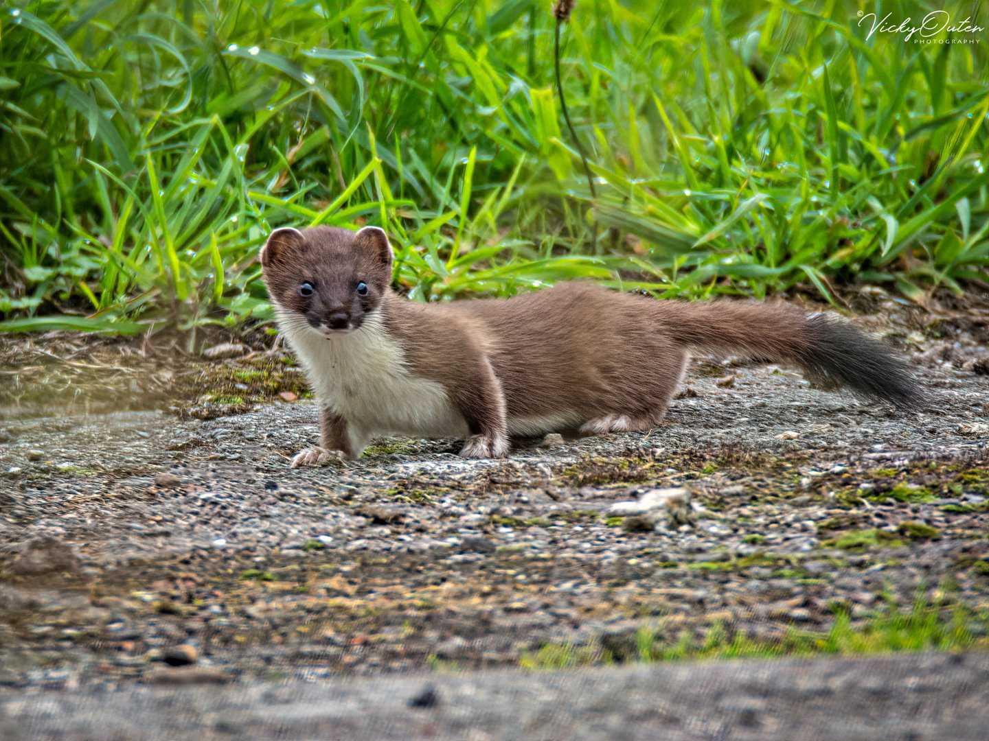 Stoat 
