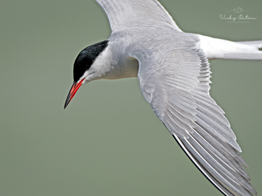 Common tern