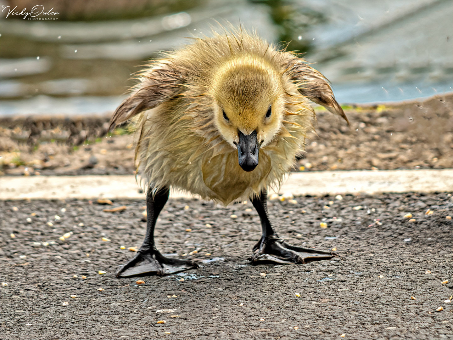 Juvenile canada gosling