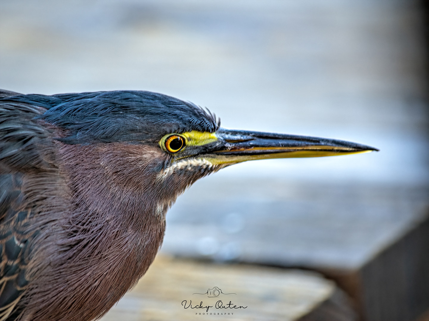 Green heron portrait