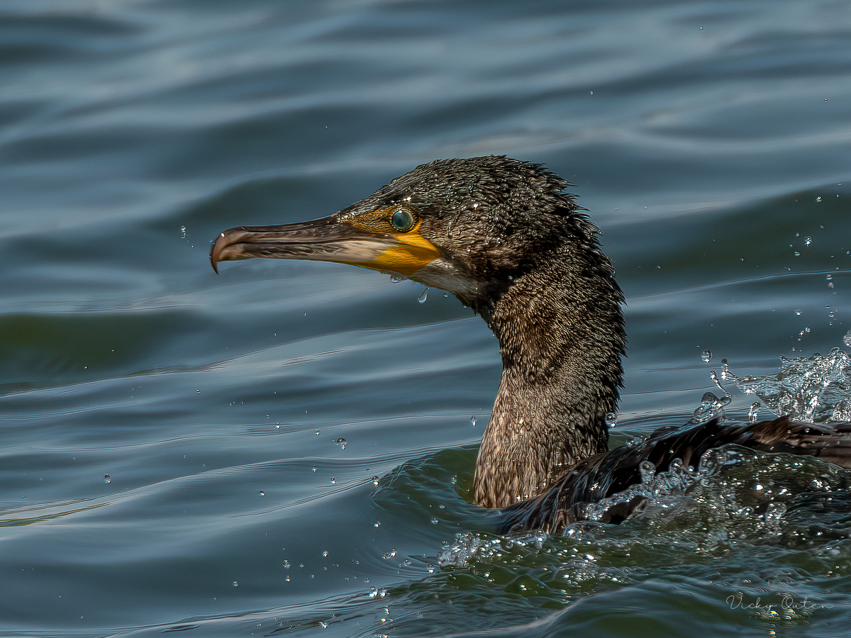 Cormorant 