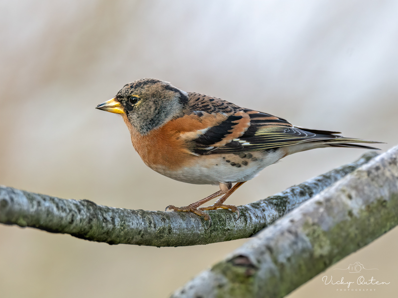Brambling