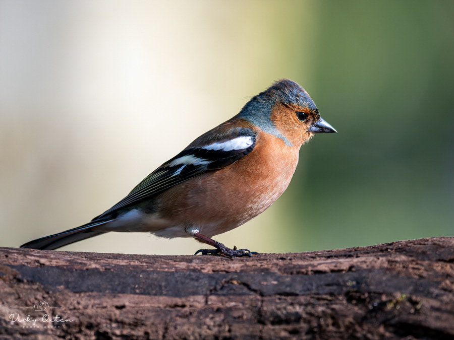 Male chaffinch