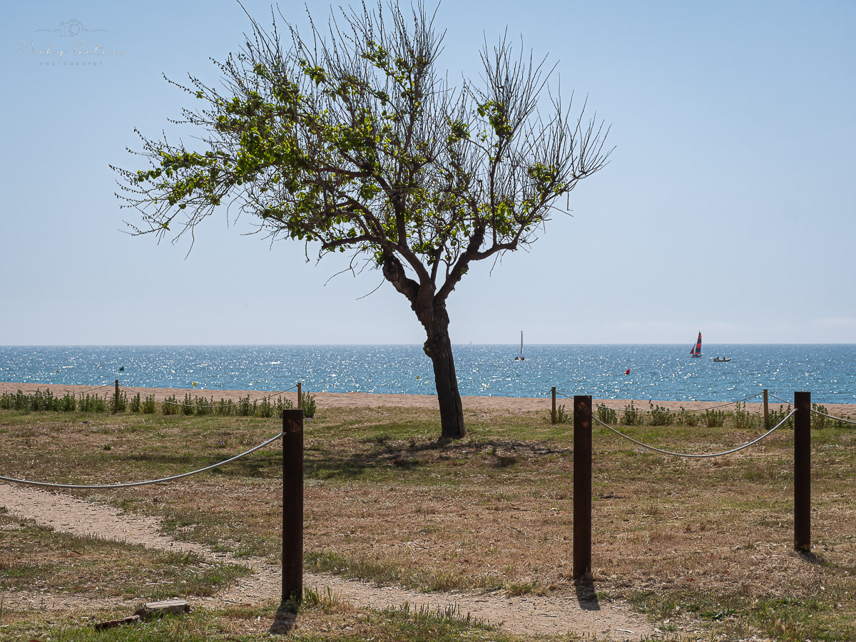 Lone tree, Santa Susanna, Spain