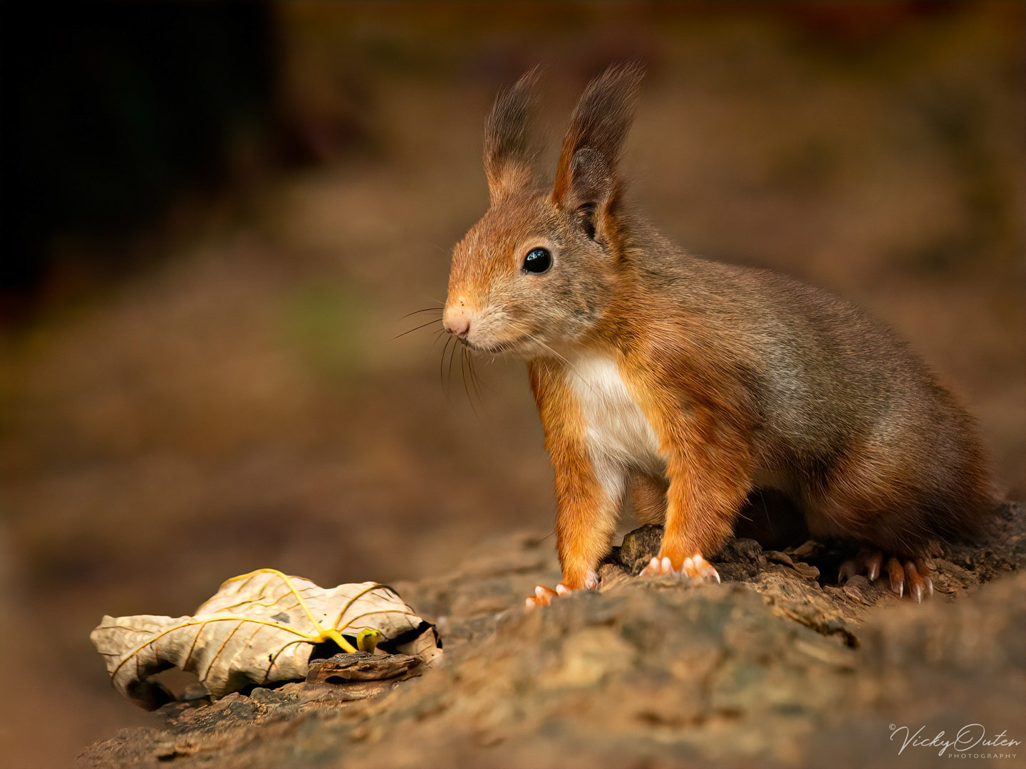 Red squirrel