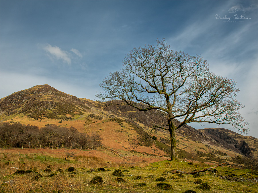 Lone tree, Buttermere, Lake District