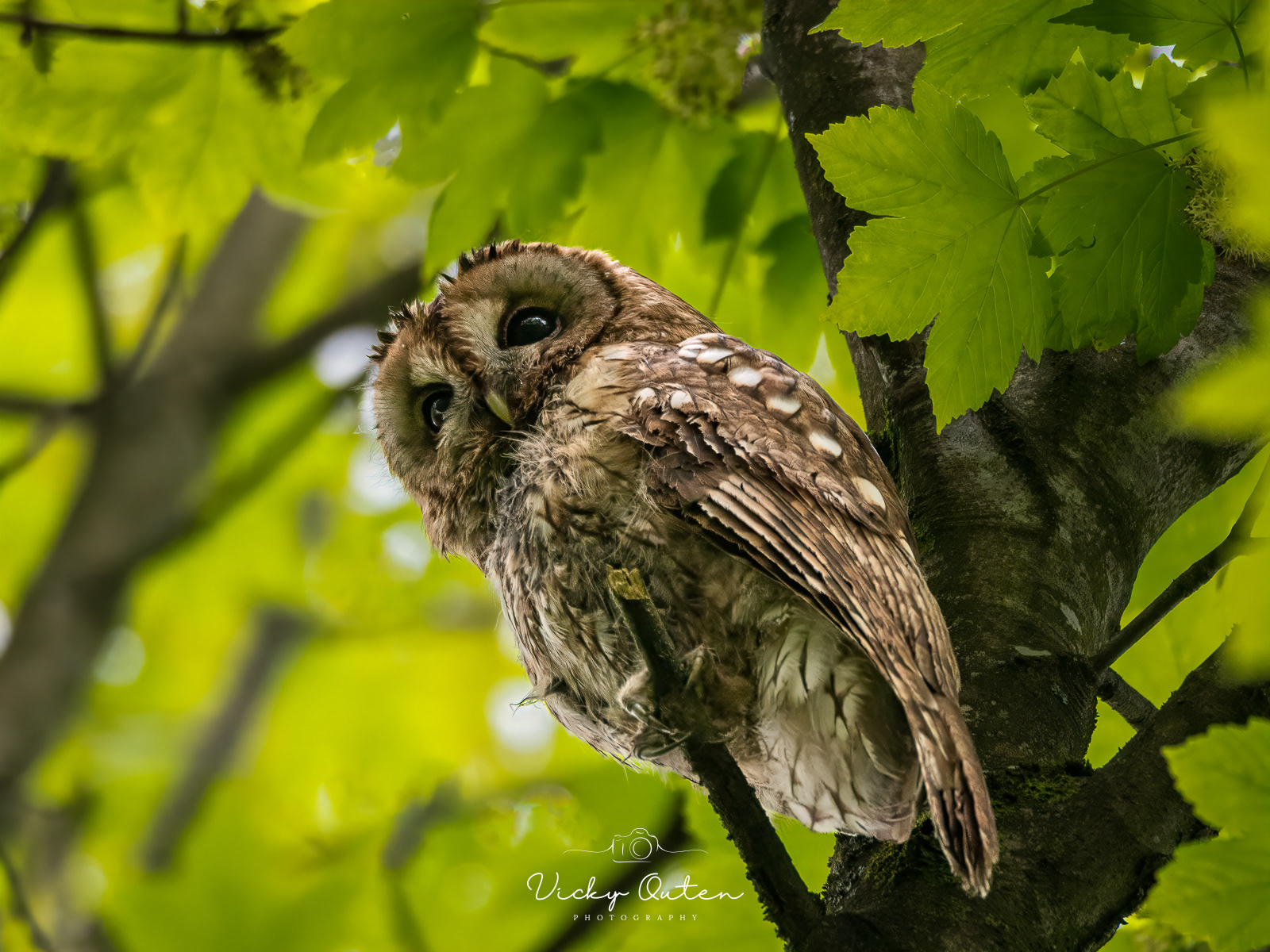 Female Tawny Owl