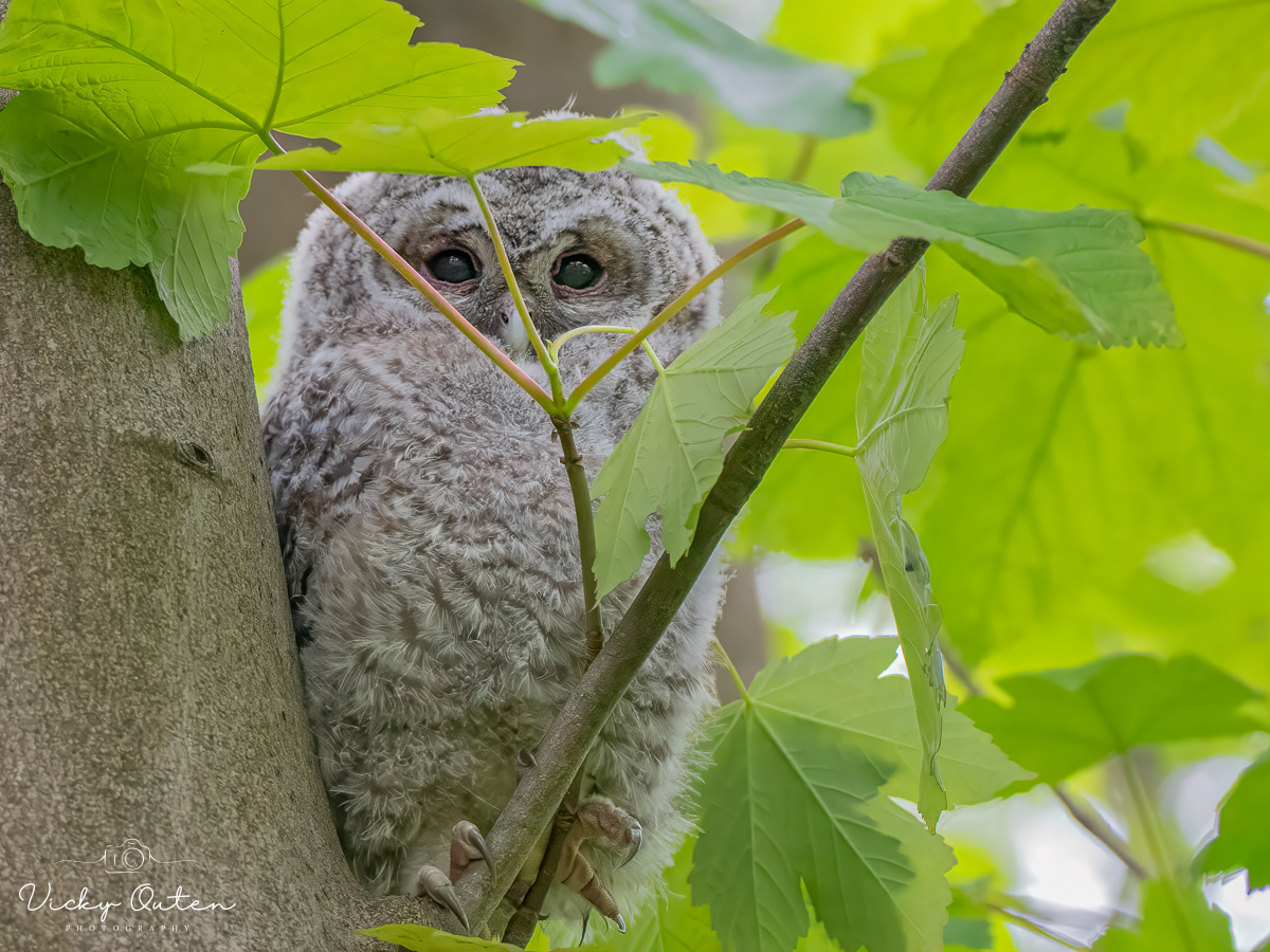 Tawny Owl Chick