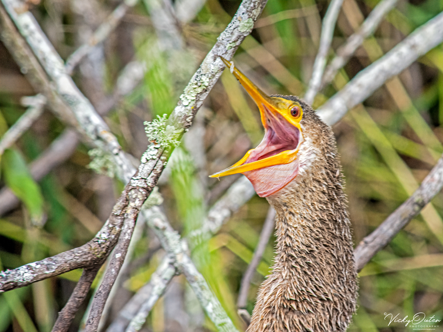 Anhinga