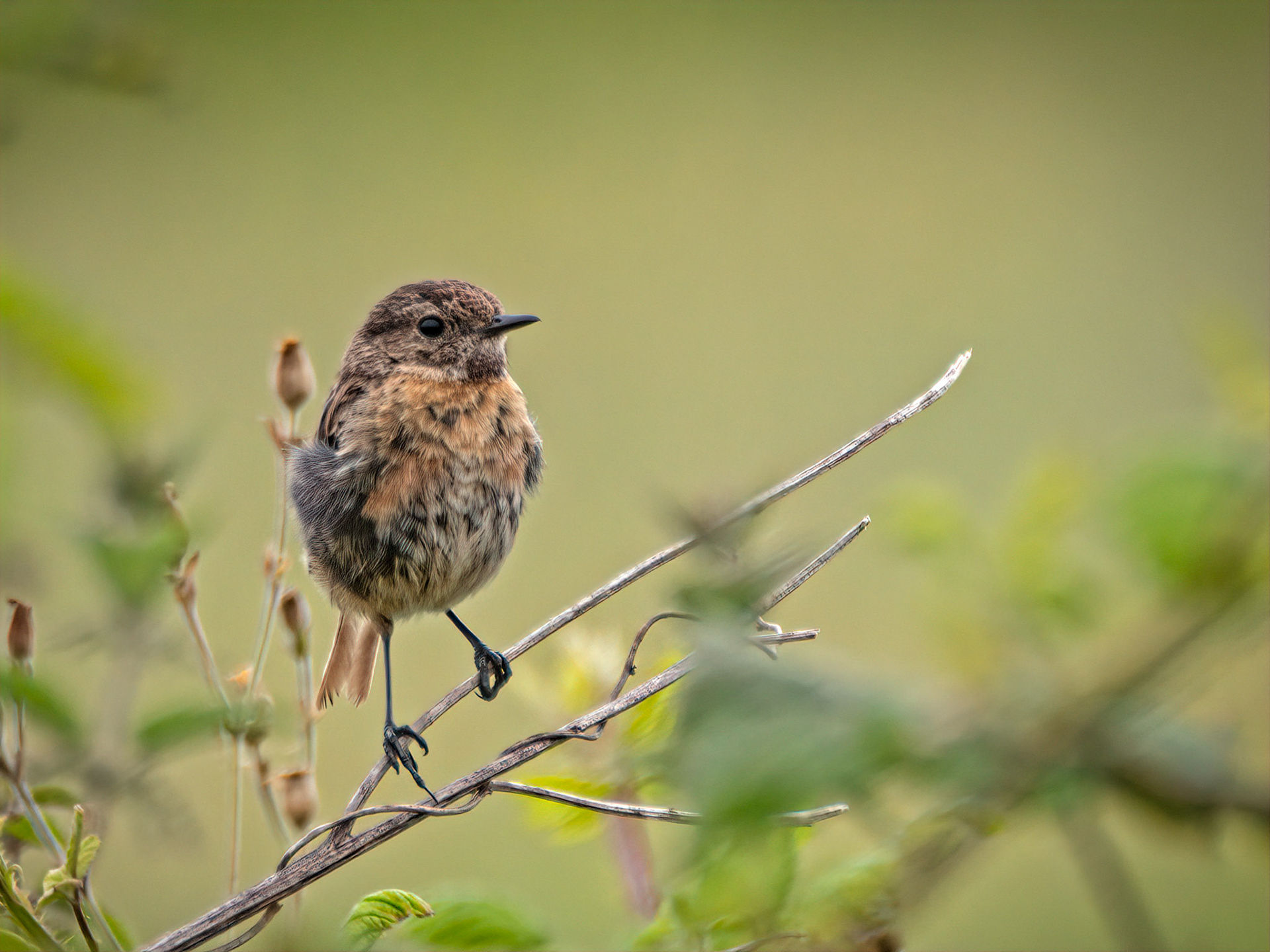 Female stonechat