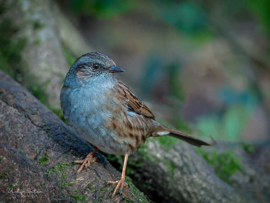 Dunnock / Hedge sparrow