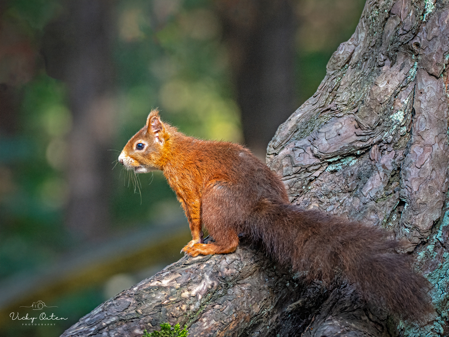 Red squirrel