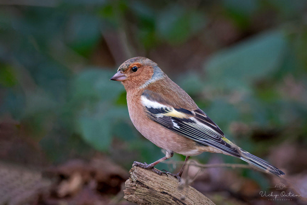 Male chaffinch