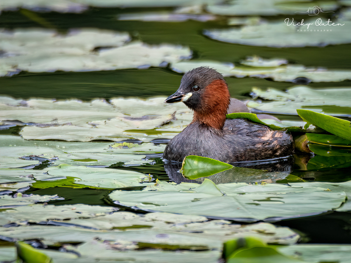 Little grebe
