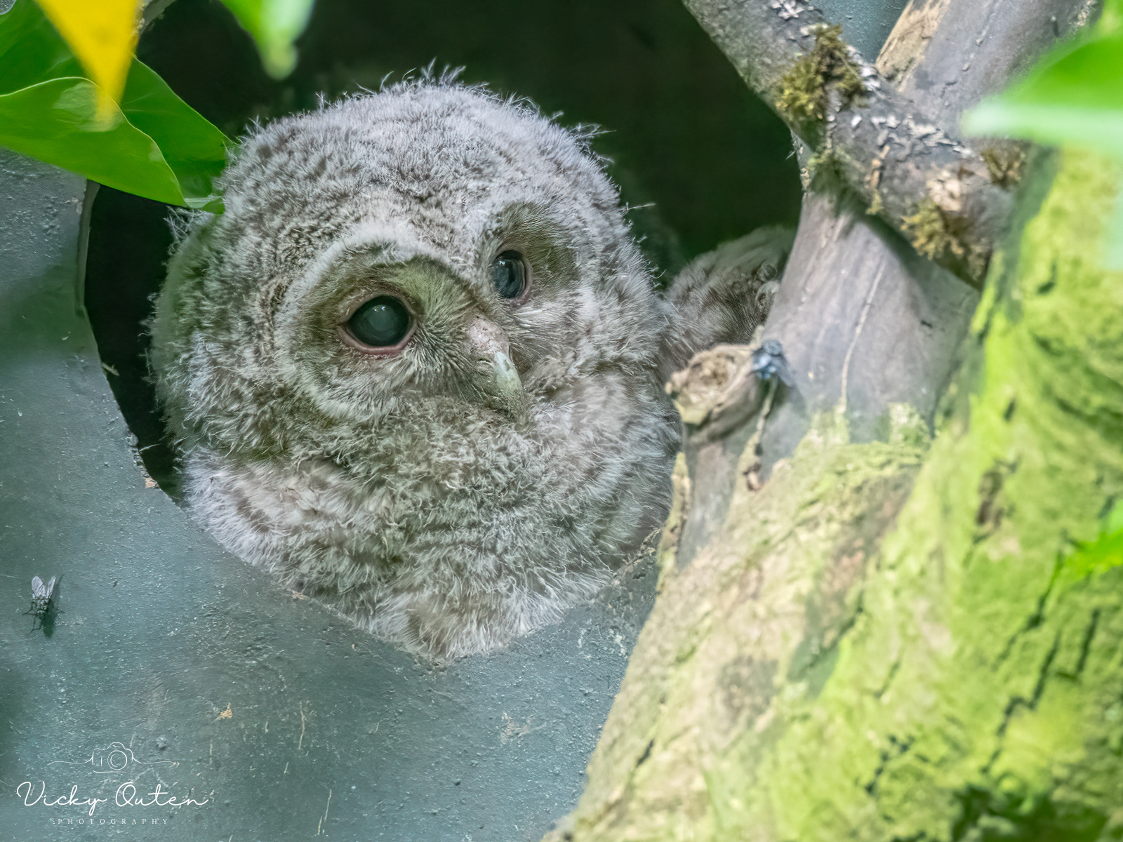 Tawny Owl Chick