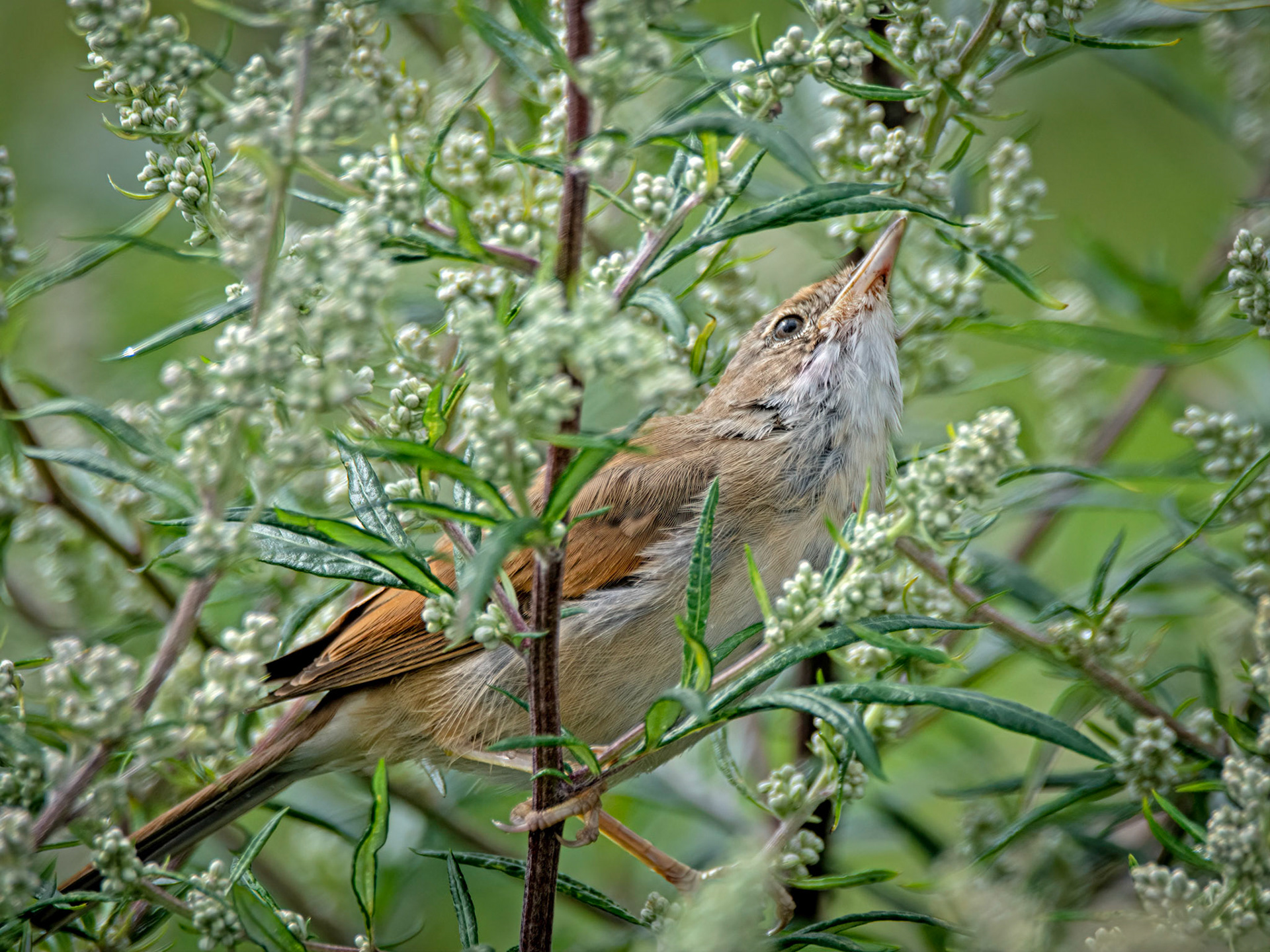 Juvenile whitethroat