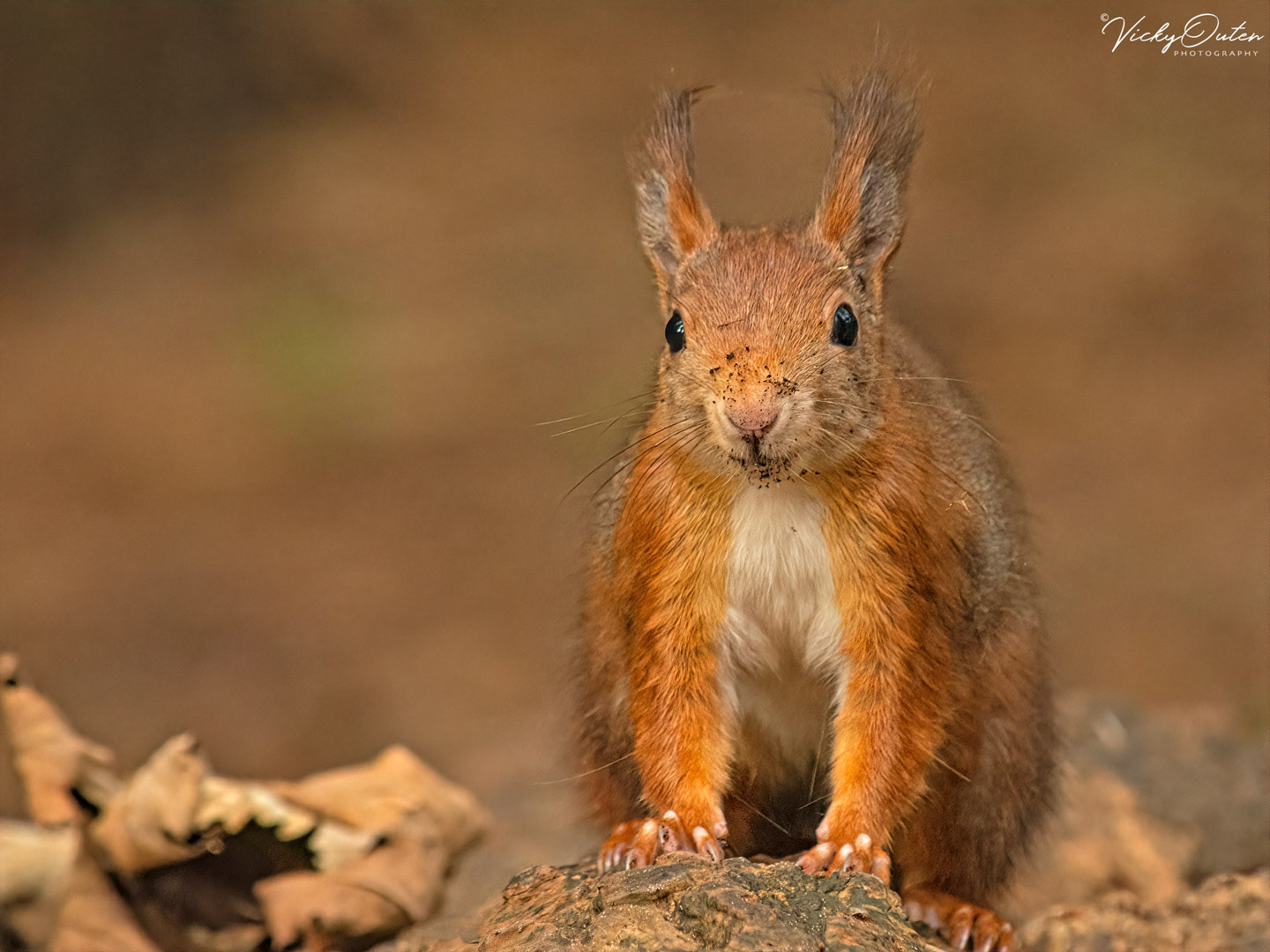 Red squirrel