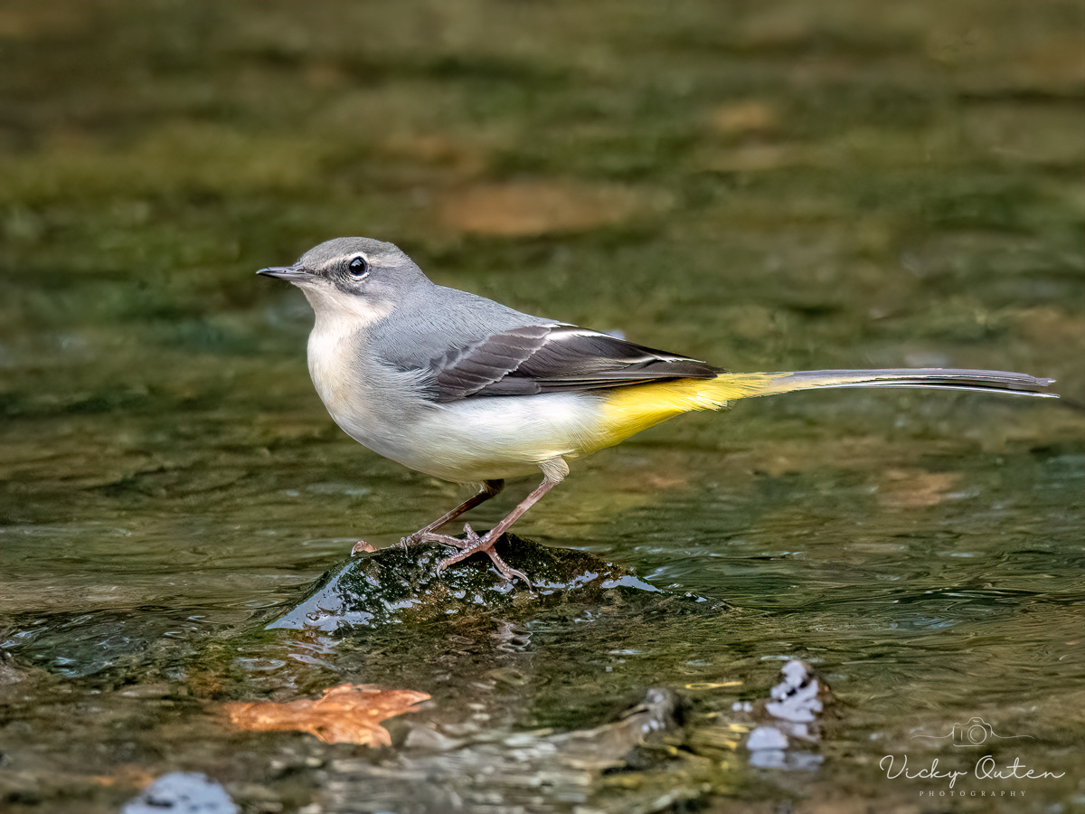 Grey wagtail