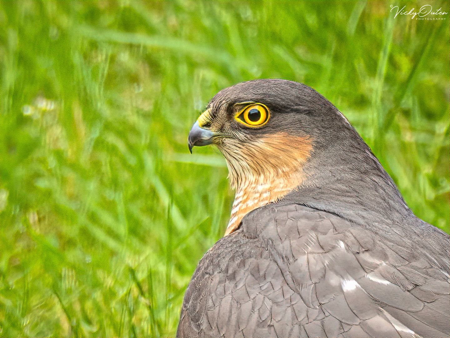 Sparrowhawk