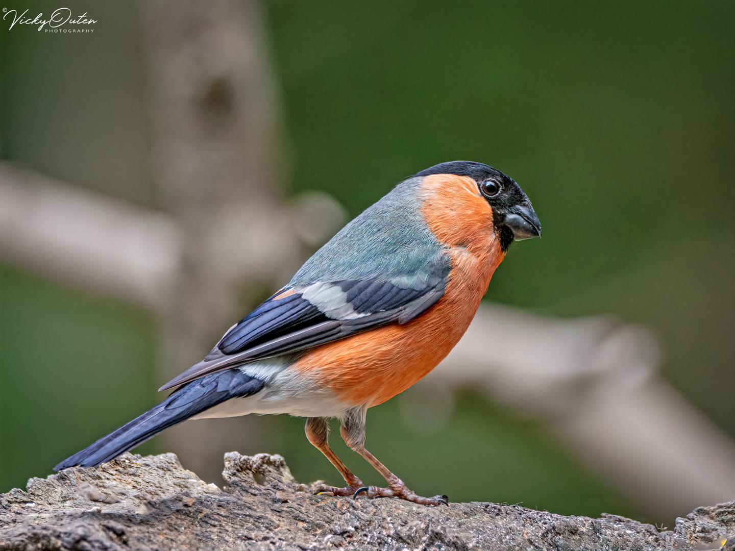 Male bullfinch