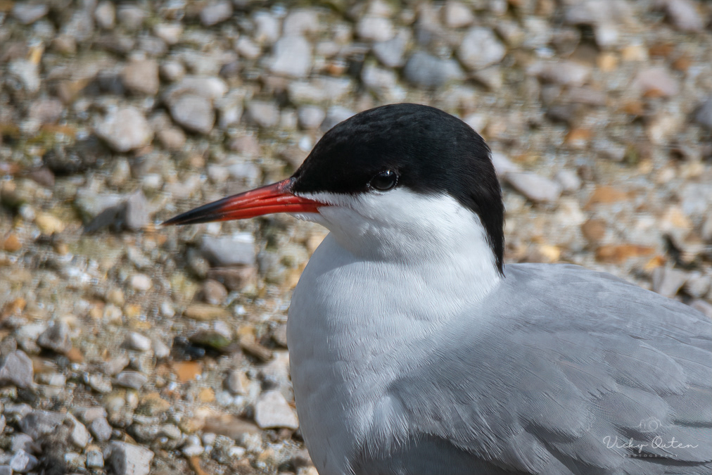 Common tern portrait