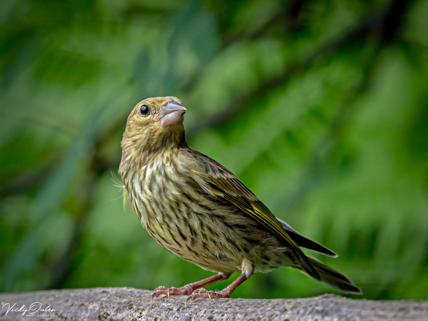 Juvenile greenfinch