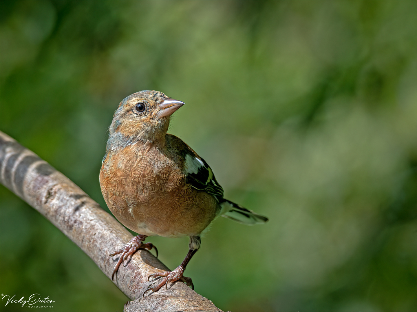 Male chaffinch