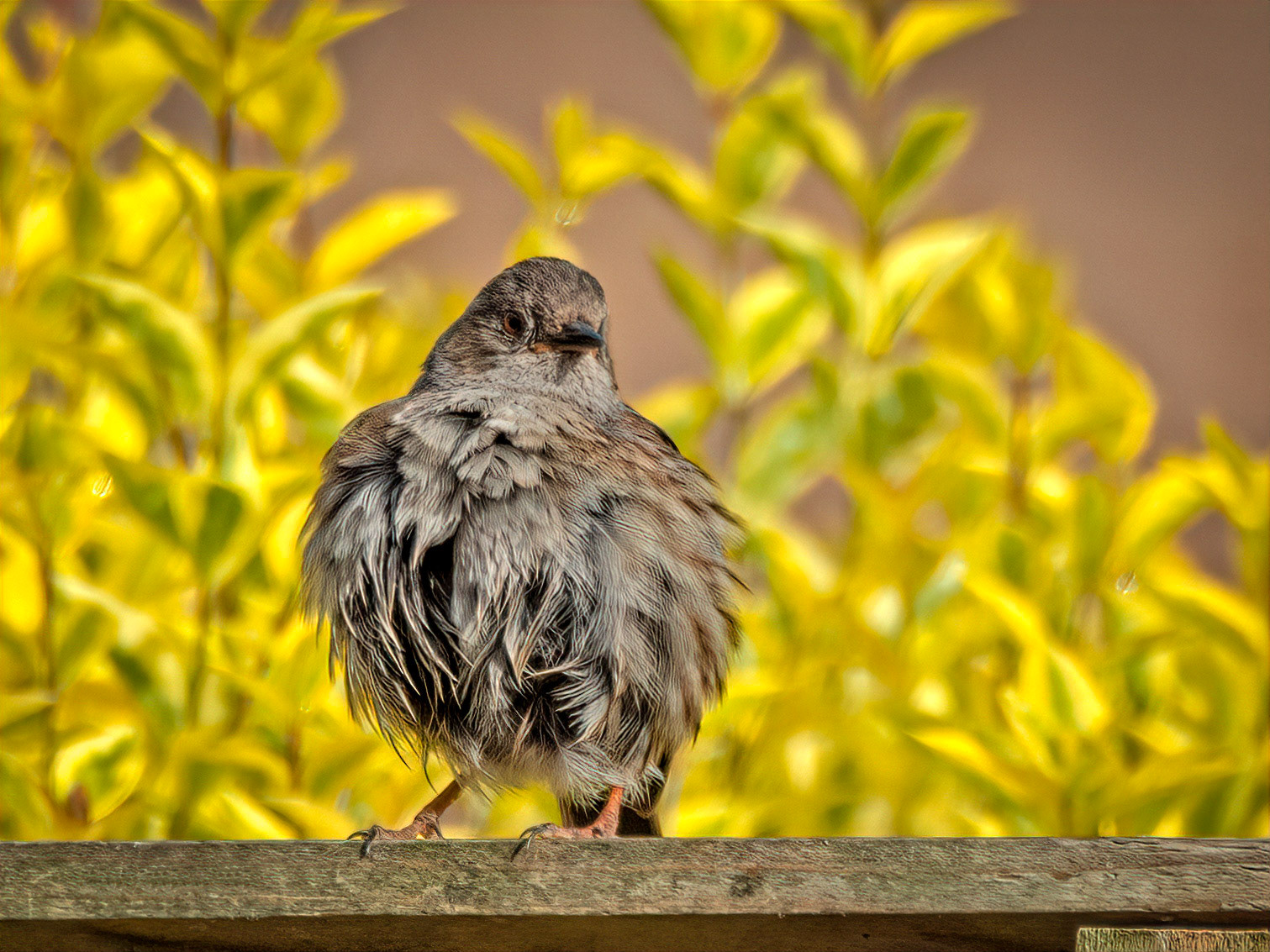 Dunnock after a bath
