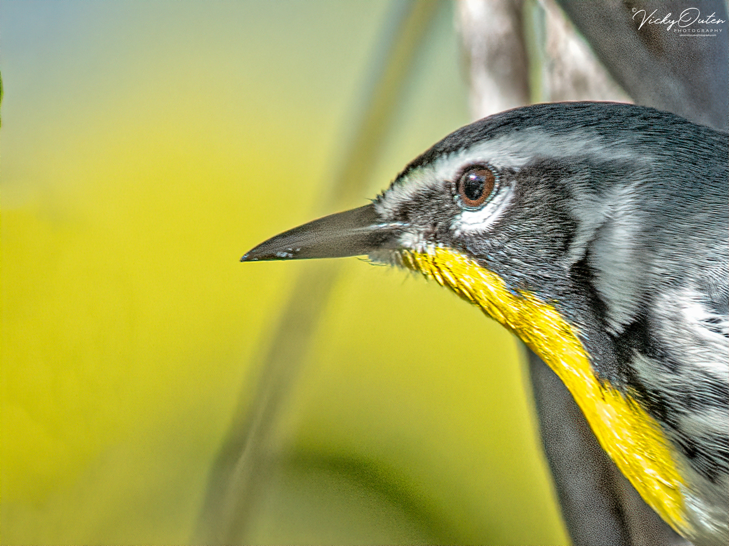 Yellow throated warbler