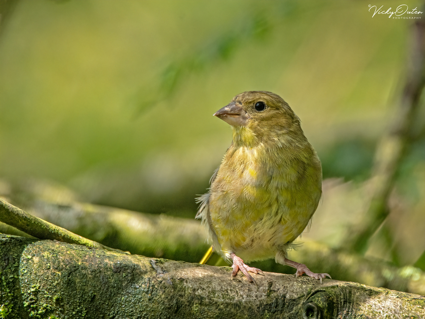 Greenfinch
