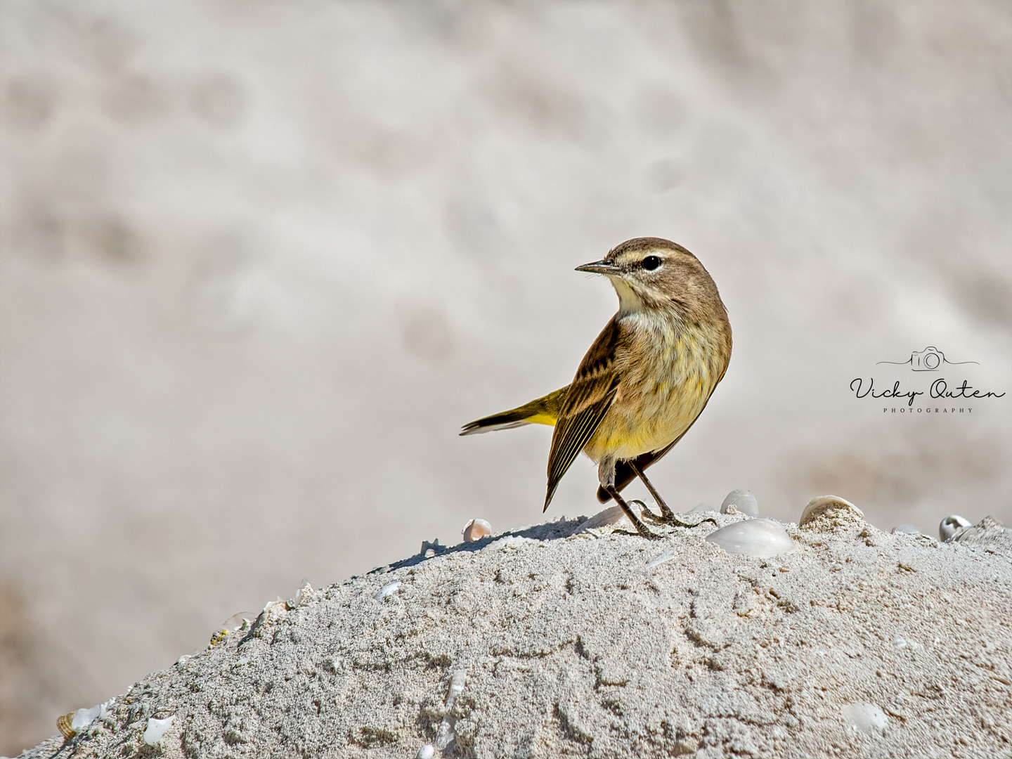 Palm warbler