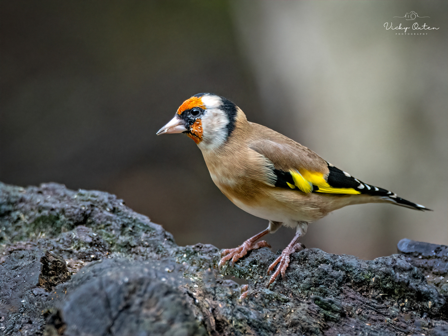 Goldfinch