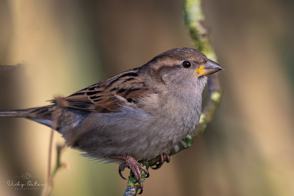 Female house sparrow