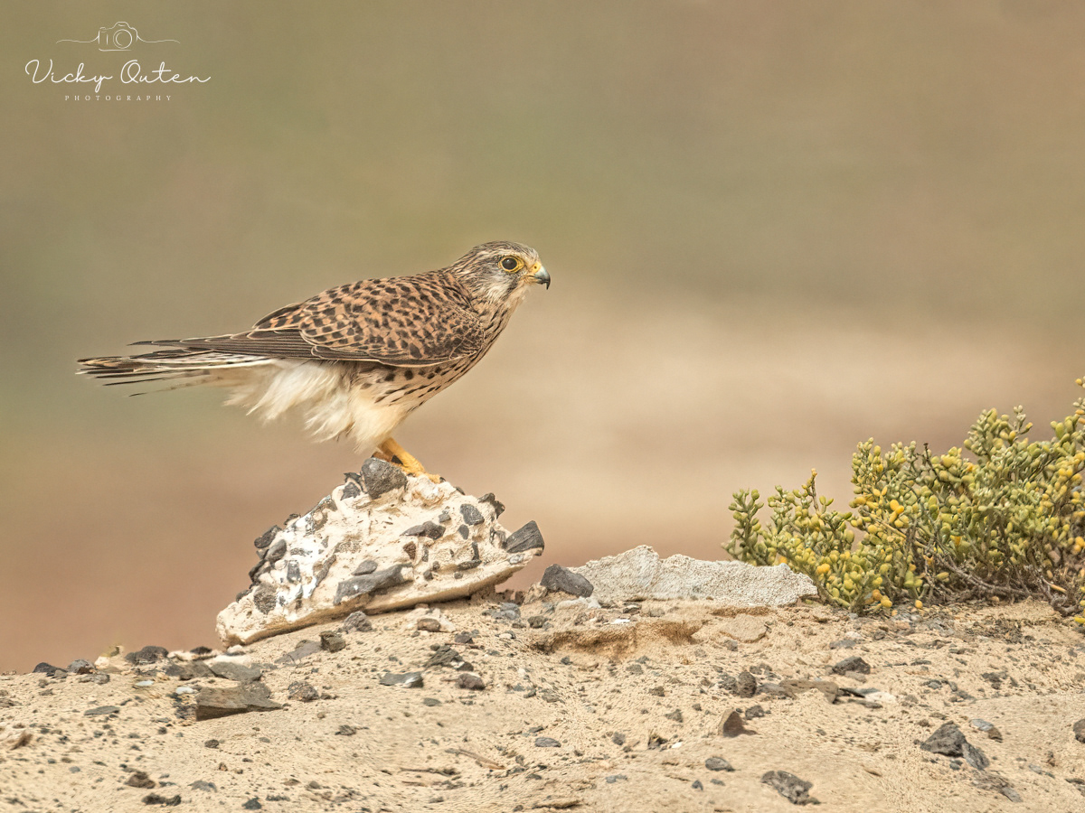 Kestrel at Cape Verde