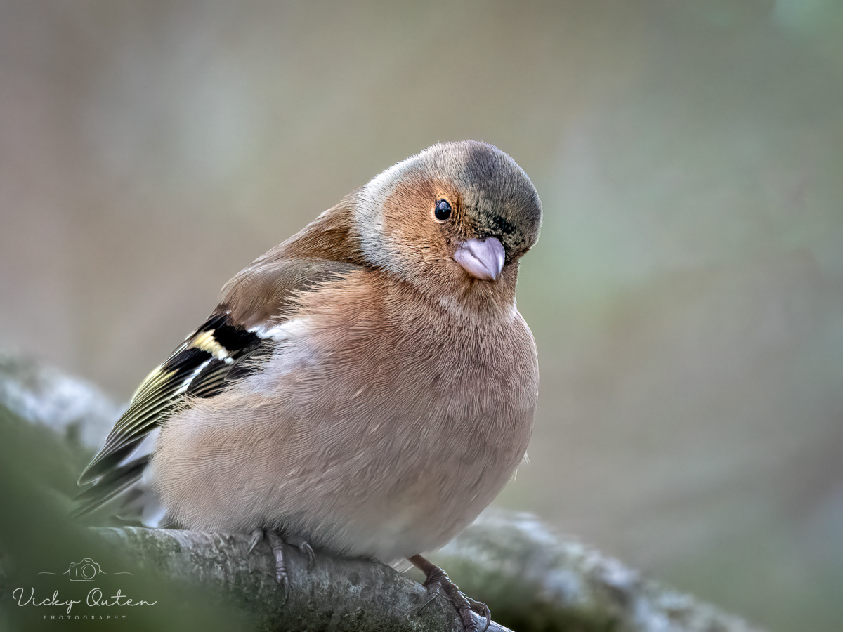 Male chaffinch