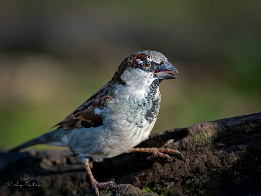 Male house sparrow