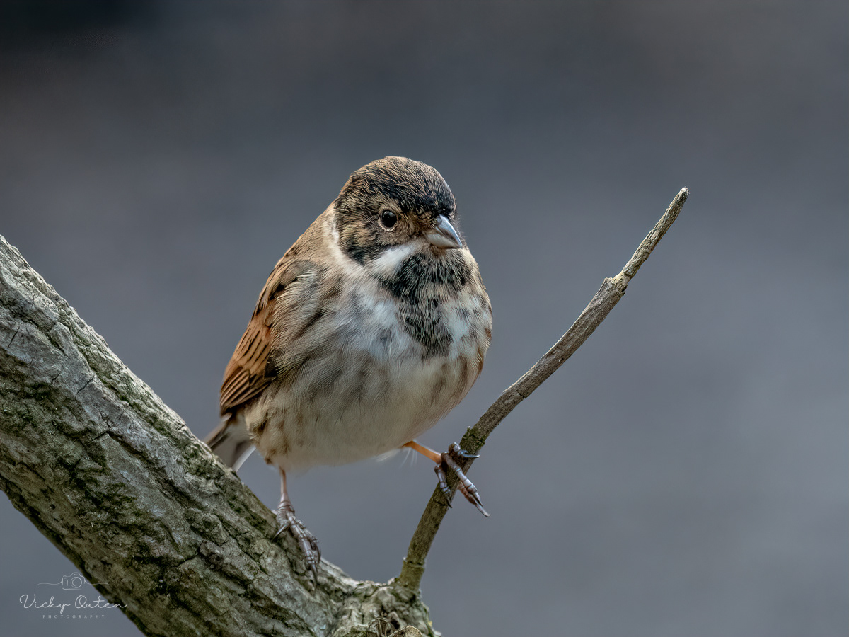 Male reed bunting