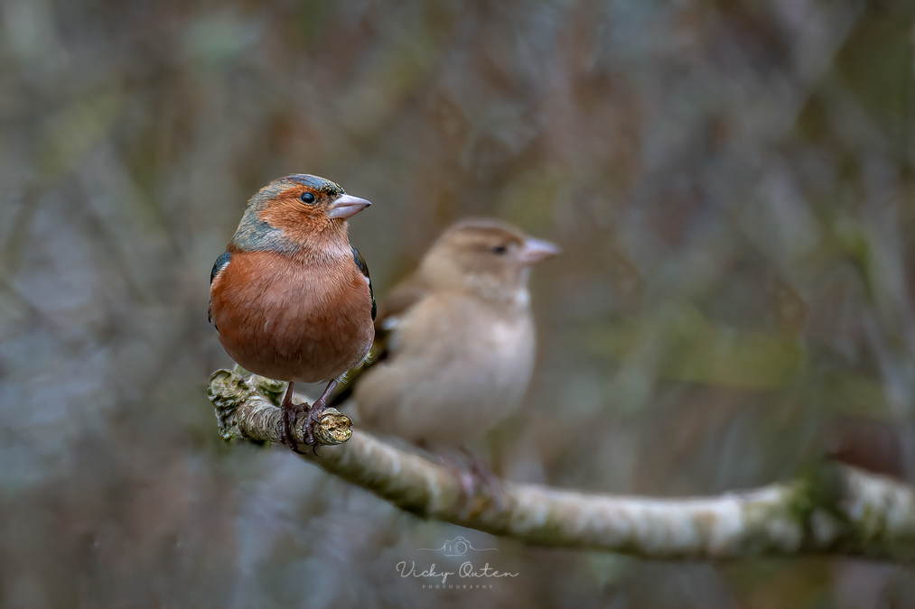 Mr & Mrs chaffinch