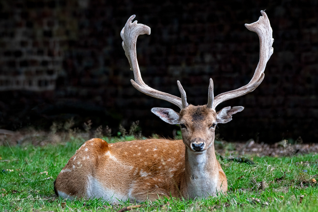 Fallow deer