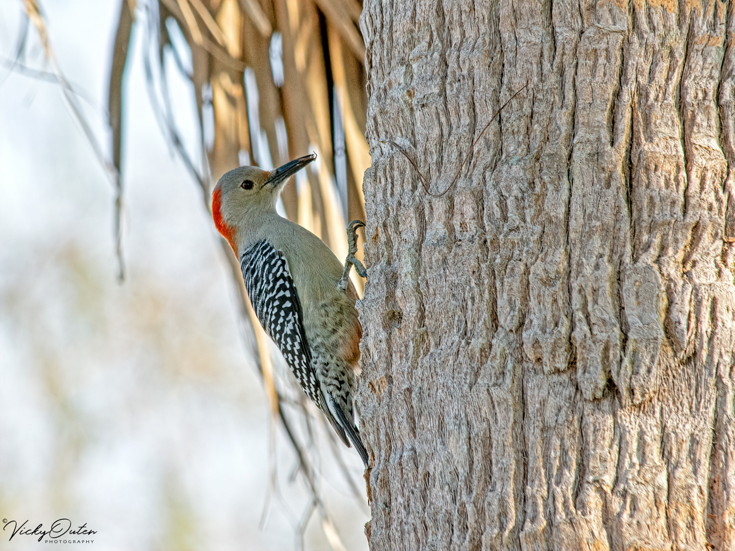 Red-bellied woodpecker 