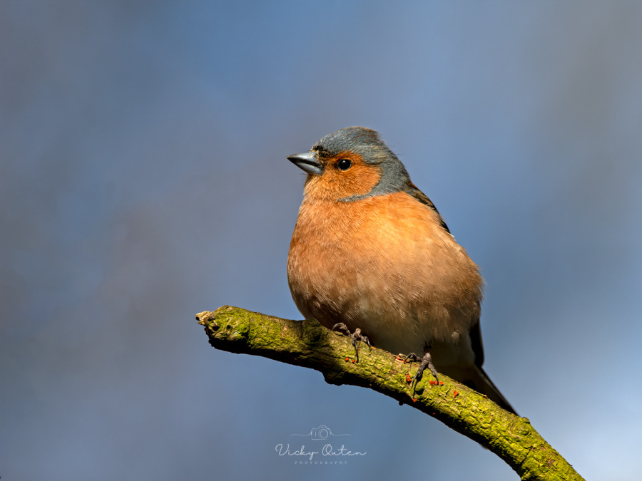 Male Chaffinch