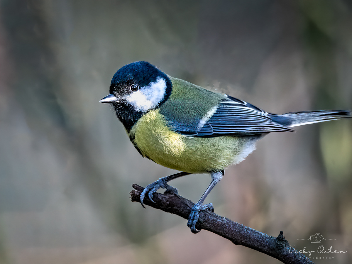 Great tit
