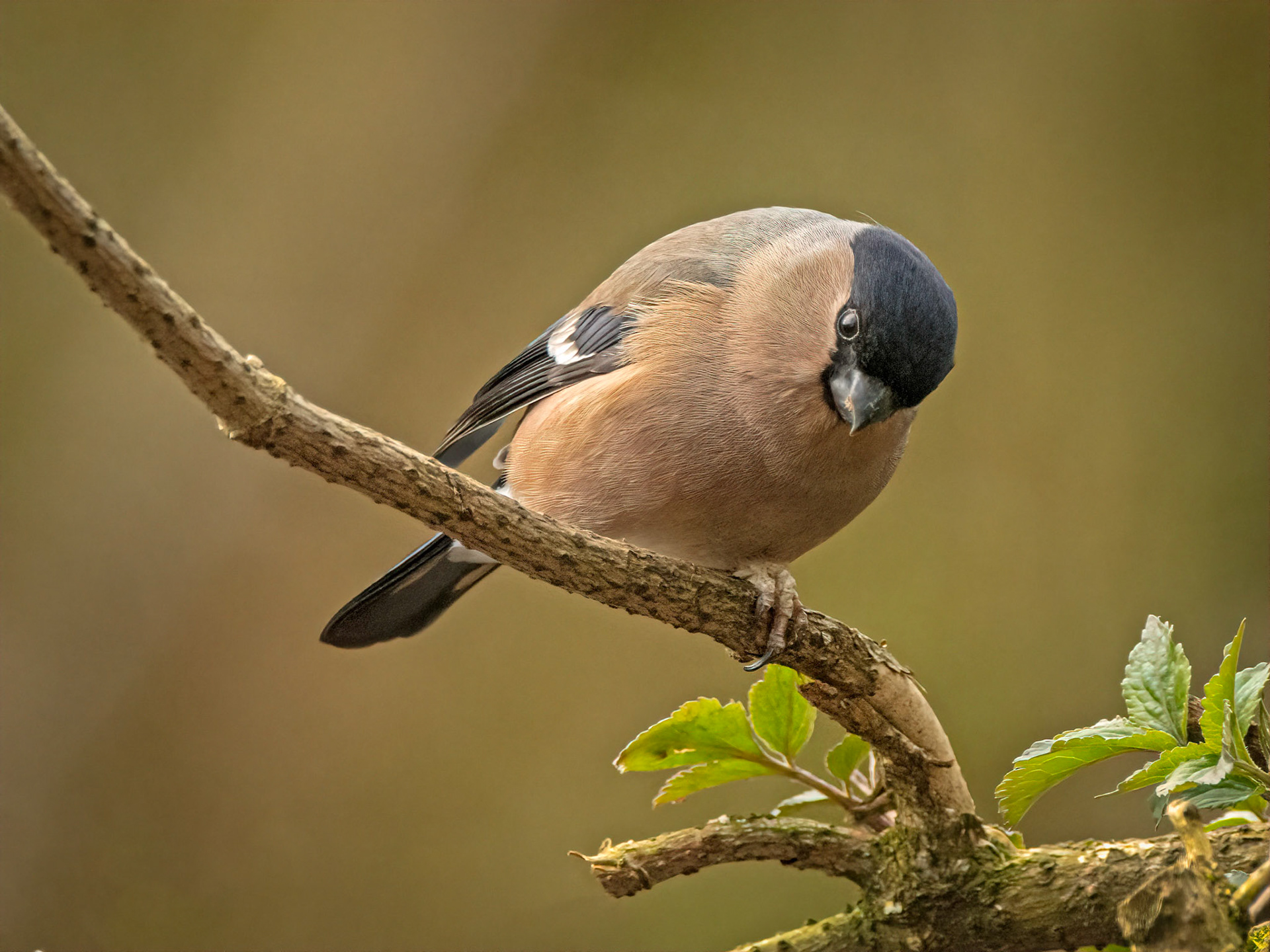 Female bullfinch