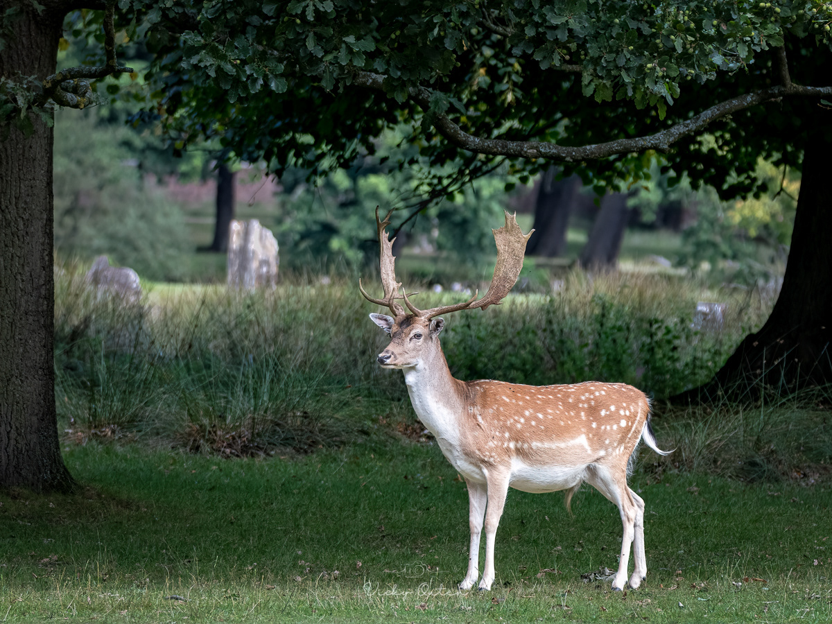 Fallow Buck