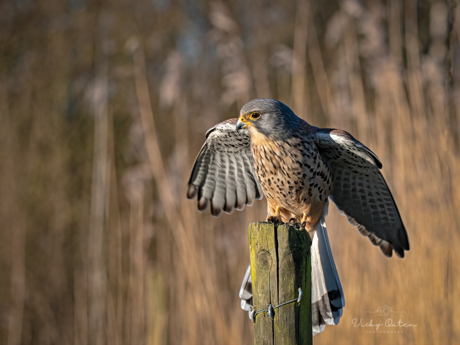 Kestrel landing