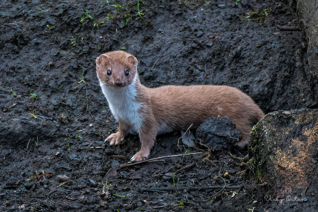 Weasel 