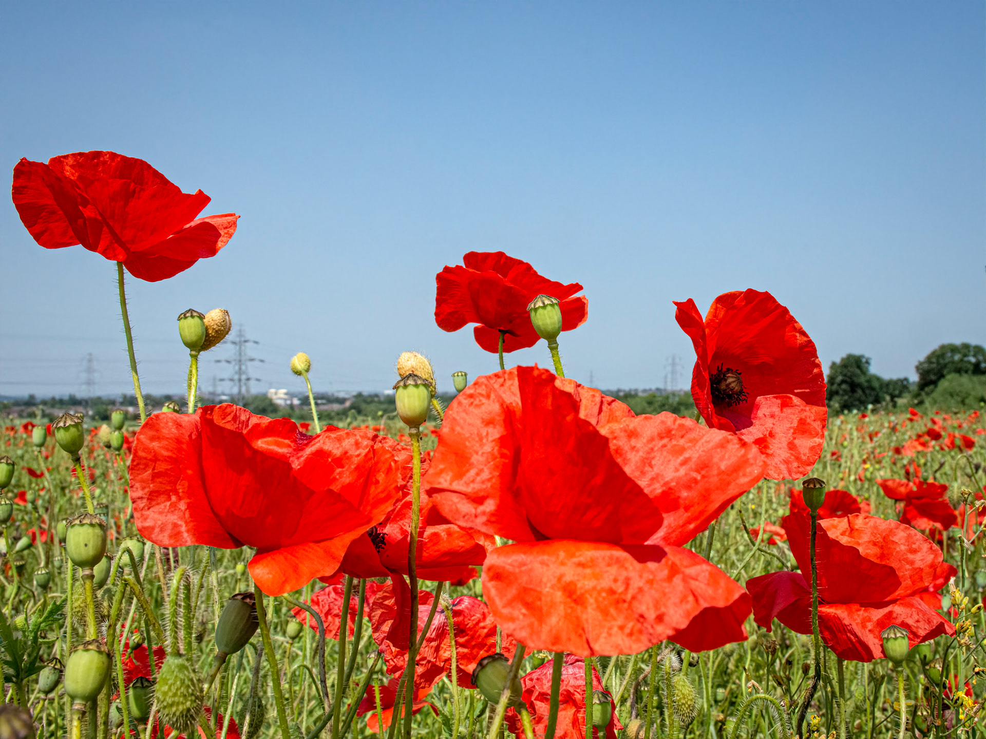 Poppy field